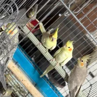 عروس هلندی|پرنده|قم, باجک یک|دیوار