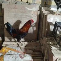 خروس گلین|حیوانات مزرعه|شیراز, ماه فیروزان|دیوار