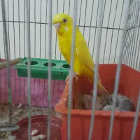 مرغ عشق با جوجه معاوضه با عروس هلندی