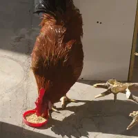 خروس گلپایگانی محلی