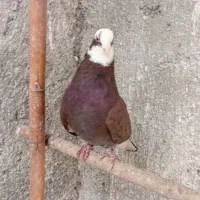 کبوترپرشی اسمان خراش