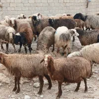 ۳۵راس میش ترکی بختیاری بره دار و آبستن گلون|حیوانات مزرعه|کازرون, |دیوار