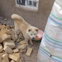 سگ چاو چاو