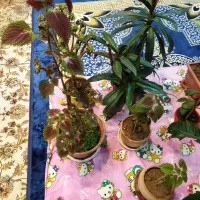 تعدادی گل و گیاه|گل و گیاه طبیعی|شاهینشهر, شهرک هشت بهشت|دیوار