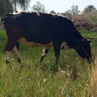 گاوه سیاه چال داشتی