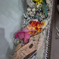 اکواریوم خارجی یک تیکه خم با کمد لوازم|ماهی|هشتگرد, فاز ۱ مهستان|دیوار