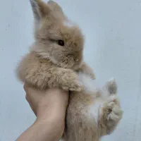 خرگوش لوپ اصیل|موش و خرگوش|مشهد, تربیت (صدف)|دیوار