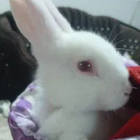 خرگوش سفید