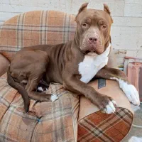 پیتبول جهت کشش