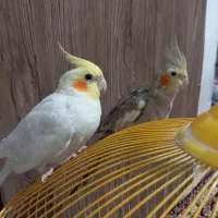 عروس هلندی|پرنده|شفت, |دیوار