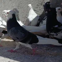 شازده