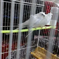 مرغ عشق پروانه ای مولد