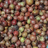 انار مناسب رب