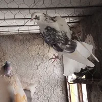 کبوتر ساعتی