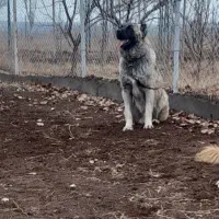 سگ سرابی نسل دار