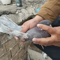 کفتر پرشی|پرنده|قم, زند آباد|دیوار