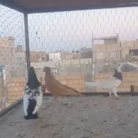 دم سیاه  زرد و طوقی|پرنده|الوند, |دیوار