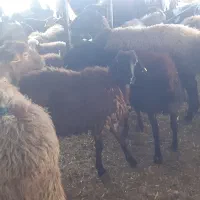 فروش گوسفند و بز ماده