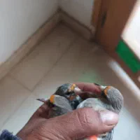 سهره نر و ماده|پرنده|اصفهان, پزوه|دیوار