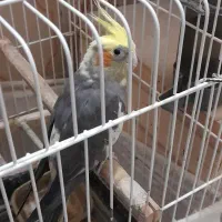 حراج عروس هلندی نر وماده
