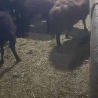 بره‌ماده‌قره‌قزل