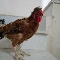 خروس جوانه قلدر|حیوانات مزرعه|کاشمر, |دیوار