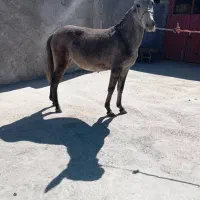 فروش قاطر زرد|حیوانات مزرعه|لاران, |دیوار