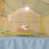 قناری نر دهن دار