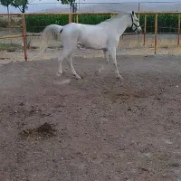 اسب کورد خالص خالص