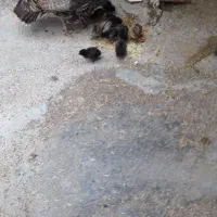 یک بوقلمون ماده به همراه ۱۰ جوجه مرغ