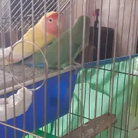 فروش دو عدد طوطی بریزلی