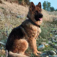 ژرمن شیب دار اصیل|سگ|کلاردشت, |دیوار