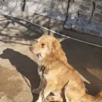 گمشده|حیوانات|کوهدشت, |دیوار