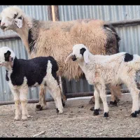 فروش دوراس شیشک بختیاری دوبره ای و یه بره ای|حیوانات مزرعه|طسوج, |دیوار