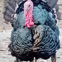 ۹عدد بوقلمون و تعدادی مرغ و خروس