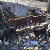 فروشی پنج عددخوشکل|حیوانات مزرعه|حویق, |دیوار