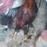 خروس