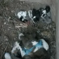 توله سگ سرابی