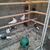۱۰عددکفتر غریب گیری