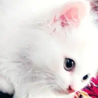 واگذاری گربه|گربه|شوش, |دیوار