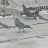 پلاکی|پرنده|شیراز, ماه فیروزان|دیوار