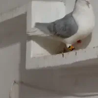 شهری خوشرنگ نر کاکل دار مست.شهر گله دار