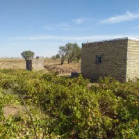 باغ انگور(۲۰۰۰متر)سند تک برگ|فروش دفتر صنعتی، کشاورزی، تجاری|تاکستان, |دیوار