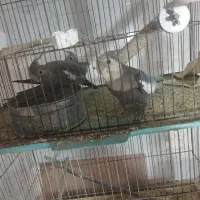 عروس هلندی وایت فیس|پرنده|قم, ناصردیوان|دیوار