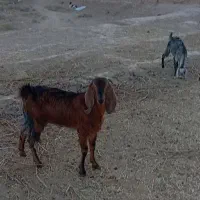 بز و بزغاله فروشی|حیوانات مزرعه|کاشمر, |دیوار