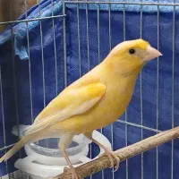 قناری، زیبا و کلاسیک سیده