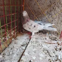 کبوتر سرو