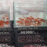 ماهی عمده|ماهی|باغ صفا, |دیوار