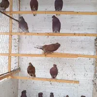 کبوترسرخ پروک وساده