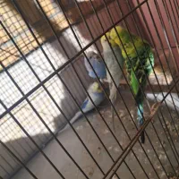 مرغ عشق انگلیسی،رینبو